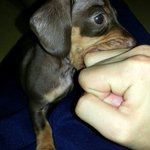 [개님의<b>배신</b>] 닥스훈트..개프리의 <b>배신</b>ㅠ