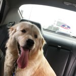 (개판)골든리트리버 <b>앵두</b>의 성장기3