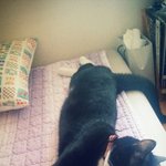 [고양이] [보호중] 까만고양이 주인 찾습니다.