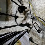 [박박박] 야옹야옹? <b>야옹</b>!!!