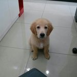 [딩딩몬] 골든리트리버 <b>순딩</b>이 ㅇㅅㅇ