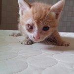 아픈새끼고양이 데려가실분 구합니다.