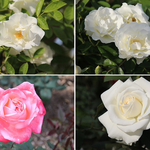 [운동장] 예전에 <b>승마</b>할때 사진 인증;;