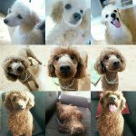 [카이] 인어들 얘네 카이 강아지들이야?