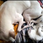 [희망이네] 제 6탄 원룸에서 <b>공생</b>하는 인간과 동물 !!!