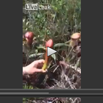 [공포베스트] 남성의 음경을 닮은 <b>식물</b>