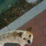 방치 된 강아지를 도와주세요!!!!(속초)