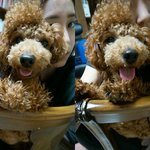 [동물사랑방] 사춘기를 맞이한 토르