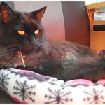 [고양이] 사무실 고양이님 5 (메인쿤)