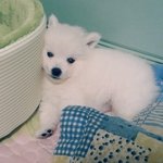 [도와주세요] 작은힘이모여 큰힘이되게 도와주세요