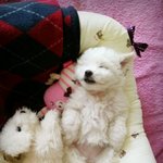 [개판] 비숑 박<b>모찌</b> 이야기