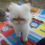 <b>귀염</b>둥이 고양이