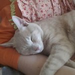 [루이비똥] 애교쟁이 루이비똥이