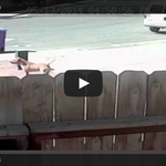 [공미니] 4살 소년 문 개 ‘황천길’…혼쭐 낸 고양이는 ‘비단길’