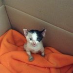 [추억파리여] 길에서 쓰러져가는 고양이 구조후 <b>변화</b>
