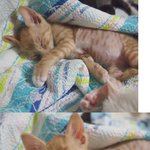 불쌍한 아기고양이의 가족이 되어 주세요