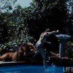 [피씨<b>레몬</b>] 가정집 수영장 덮친 사자