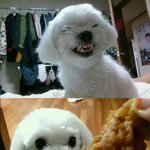 [EXO] 이 강아지의 <b>마인드</b> = 내 <b>마인드</b>