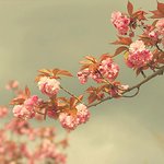 [신앙의길] 하나님을 부르고 아브라함의 <b>자손</b>인데 왜 마귀의 자식일까요?