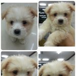 주인한테 버려져서 <b>천안시</b> 보호소에 들어온 강아지들좀 봐주세요