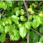 [피씨레몬] <b>독성</b>이 강한 식물 베스트 10