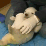 [소<b>오름</b>] 귀여움 주의