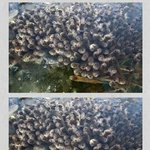 [공포베스트] 물고기 공포증