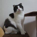 [꿀고양이] 꿀유청이 <b>캣타워</b>에서 신나게 놀아요