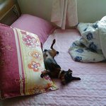 [미니핀칸] <b>말썽</b>쟁이 귀요미 미니핀  2편