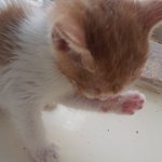 구리시 아기고양이 가족찾아요