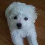 [개판] 비숑 박모찌 이야기 2탄