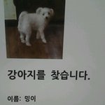 은평구에서 밍이를 찾습니다.