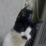 [<b>찰리</b>채플린] 우리집막내가된<b>찰리</b>군을소개합니다