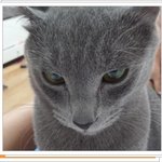 [고양이] tv<b>동물</b>농장을 보는 우리 냥이의 일상