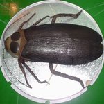 [피씨<b>레몬</b>] [혐] 기묘한 케이크