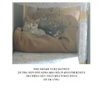 [<b>미미</b>쨩최고] 요즘 고양이의 보은