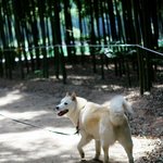 [허스키<b>심바</b>] <b>심바</b>의 산책일기 -여름이 일찍왔네요. 헥헥-