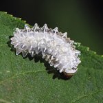 [피씨<b>레몬</b>] 멕시코에서 발견된 초현실적인 애벌레