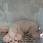 (유기견)<b>등촌역</b>에서 페키니즈 ?믹스견?잃어버리신분!