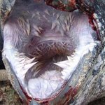 [피씨<b>레몬</b>] [혐] 거북이 입 속