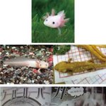 [추억파리여] <b>열도</b>의 엽기튀김 우파루파 튀김