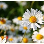 정도전이 꿈꾸는 신천지