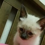 [꼬미맘] 꼬미  왔어요~~