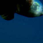 [피씨<b>레몬</b>] 머리가 투명한 물고기