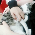 [EXO] ㅅㄷ 미용실에 있던 <b>개냥</b>이ㅠㅠ