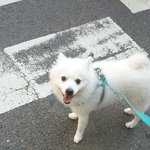 강아지를 찾습니다 ..부산 부암동