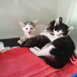 <b>주민</b>신고로 길에서 구조된 작고 여린 아기냥이.. (입양완료)