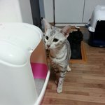 [쏭냥이] <b>실버</b> 뱅갈 쏭냥이와의 동거