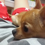 [EXO] 너네<b>강아지</b>좋아하는구낰ㅋㅋㅋㅋㅋㅋㅋㅋ