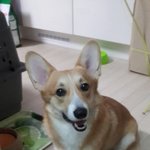 [EXO] 우리집<b>웰시</b>코기사진찍었는데눈썹씹더규ㅠㅠㅠㅠㅠㅠ